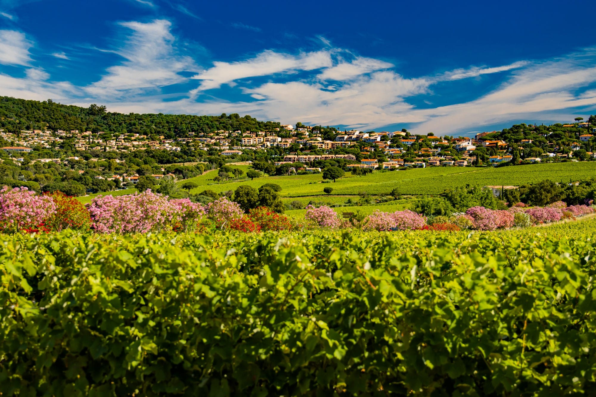 Écrin de verdure - La Croix-Valmer Tourisme